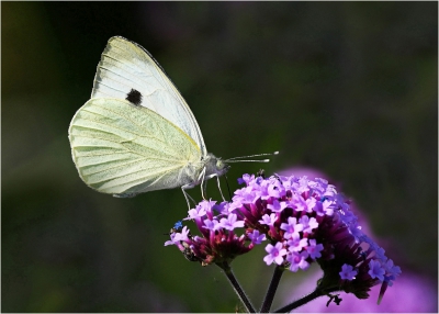 Small White